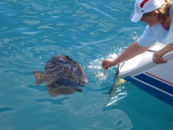 Fish feeding in Australia